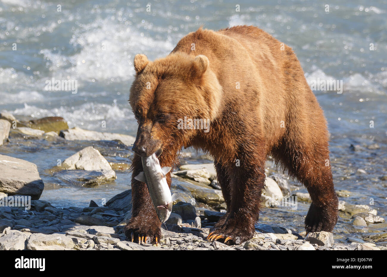Grizzly Bär mit Lachs auf Dayville Road, Valdez, Alaska, Vereinigte Staaten von Amerika. Stockfoto