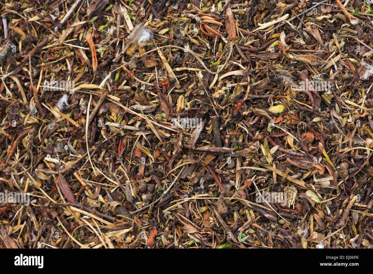 Alpen, Ameise, Ameisenhaufen, Ameisenhaufen Detail, Berge, Detail, Heap, Hintergrund, Insekt, Insekten, Lebewesen, Makro, Muster, enger- Stockfoto