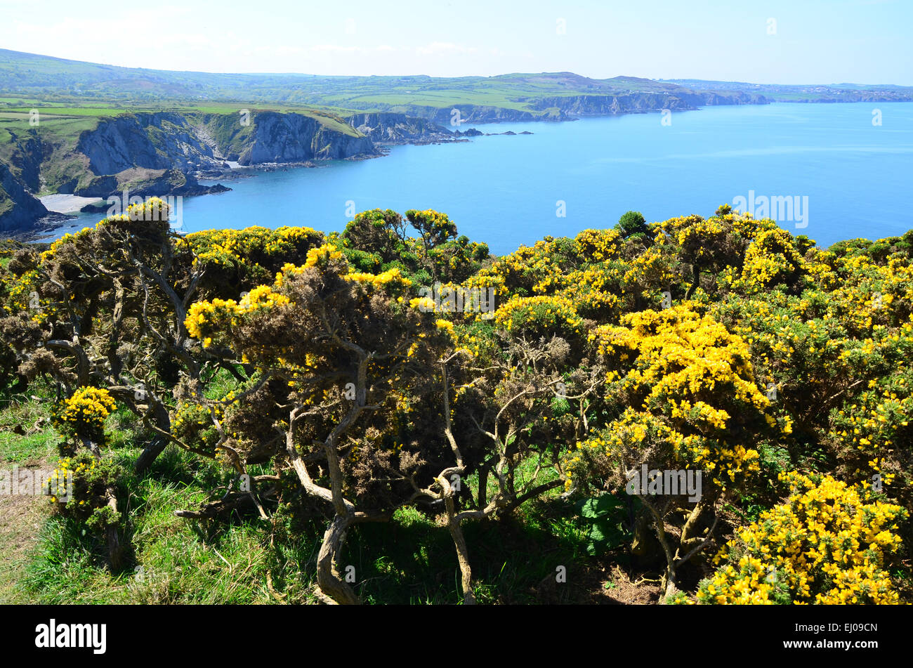 Wales, Großbritannien, Küste, Pembrokeshire national park, Pembrokeshire Coast Path, Atlantik, Newport, Besen, Klippe, Meer Stockfoto
