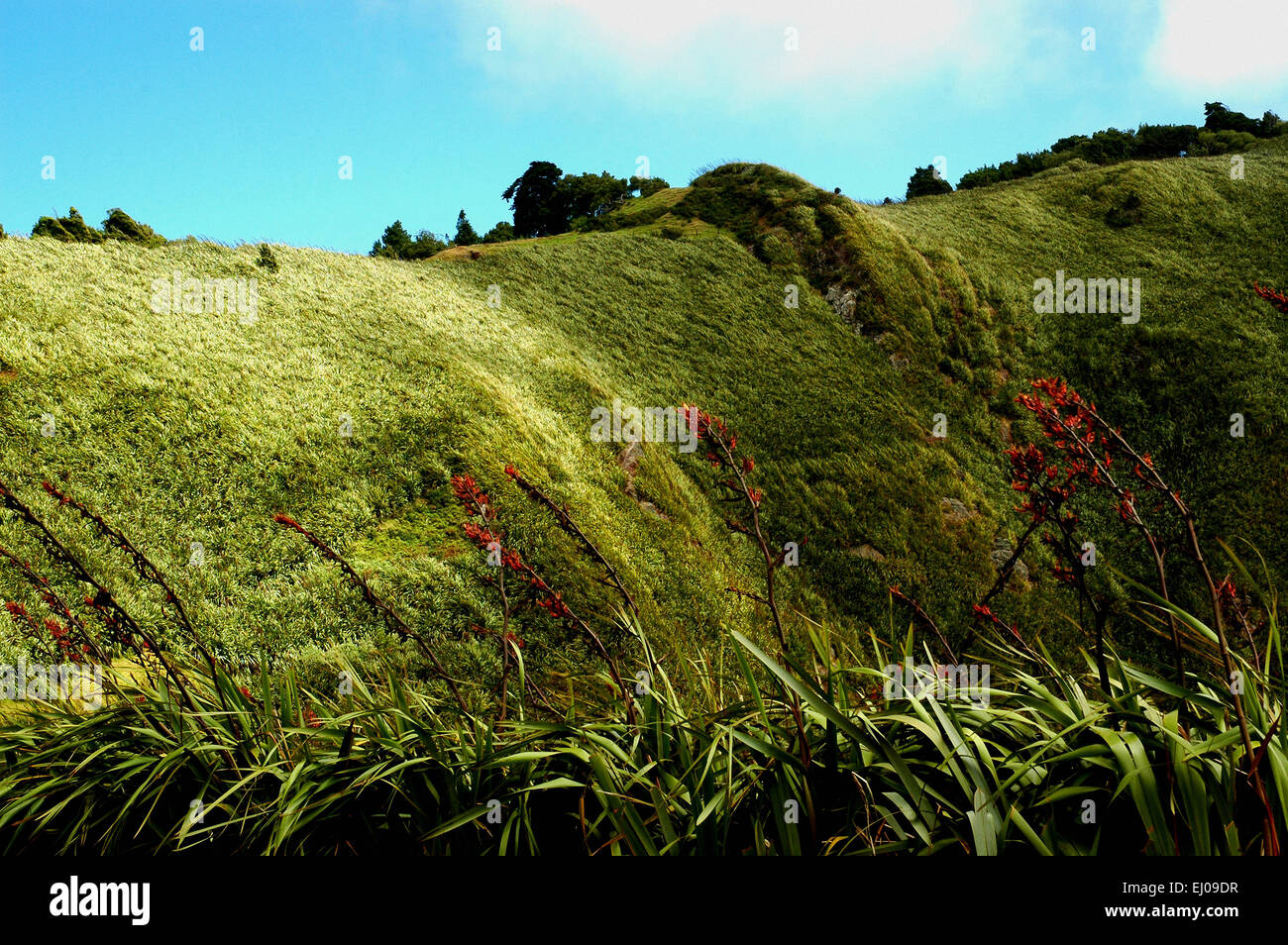 St. Helena, Vereinigte Staaten von Amerika, UK, Südatlantik, Insel, Insel, Burr, Neuseeland-Flachs, Phormium tenax Stockfoto