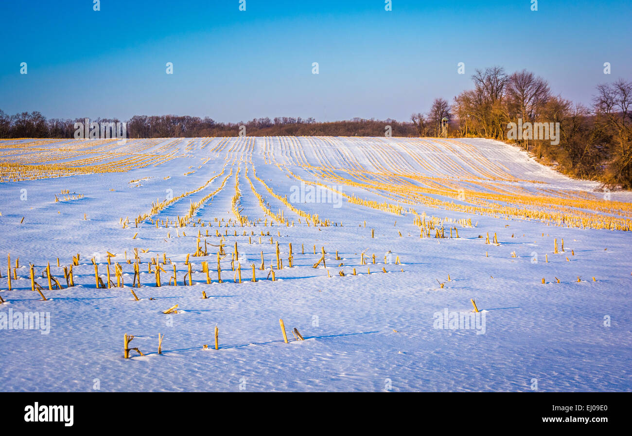 Schneebedeckten Feld in ländlichen York County, Pennsylvania. Stockfoto