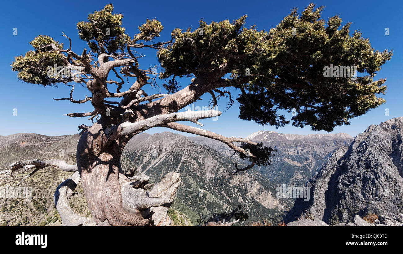 Alter Baum, altes Holz, Baum, Berg, Landschaft, Cupressus Sempervirens, Griechenland, Europa, Insel, Insel, Nadelbaum, Kreta, Landschaft, lan Stockfoto