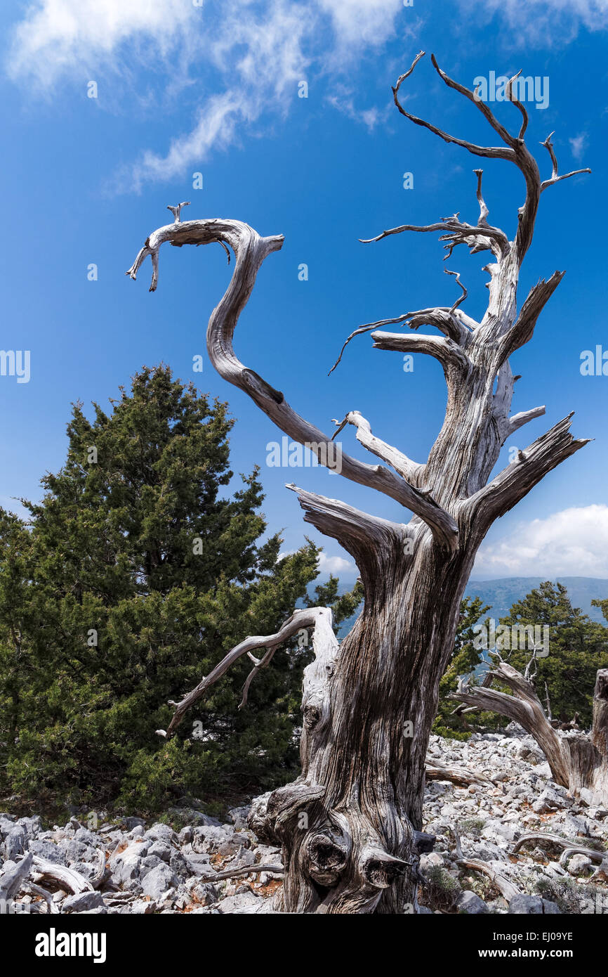 Baum, Cupressus Sempervirens, Griechenland, Europa, Gymnospermae, Holz, Nadelholz, Kreta, Levka Ori, Nadelbaum, Nadelholz, Natur, Ma Stockfoto