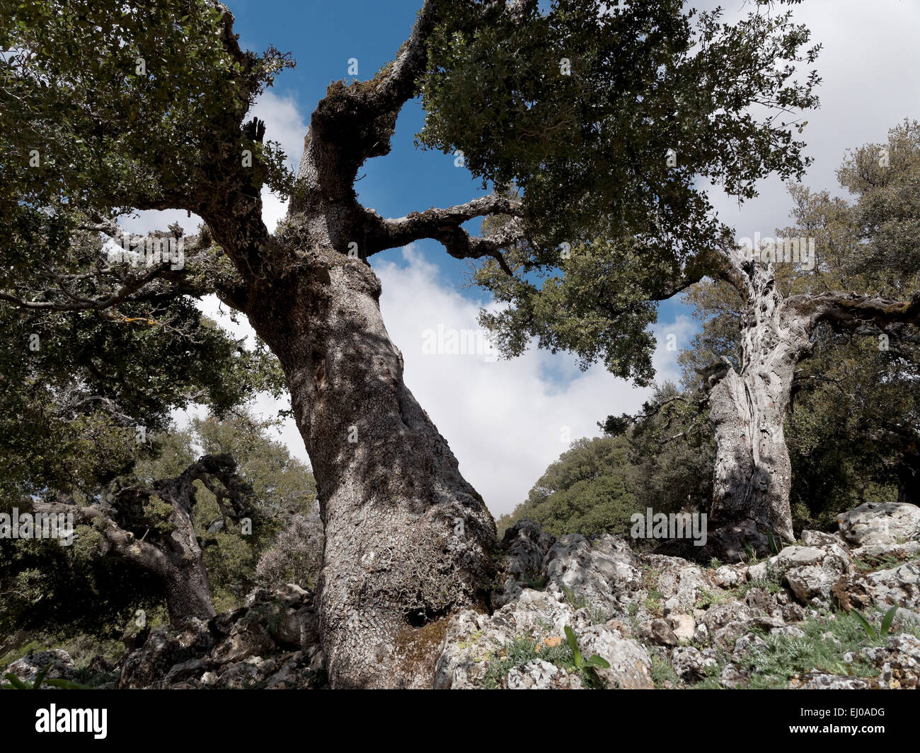 Baum, Bäume, Eiche, Flora, Grove, Griechenland, Europa, Kreta, Hartholz, Natur, Quercus Coccifera, Vegetation Stockfoto