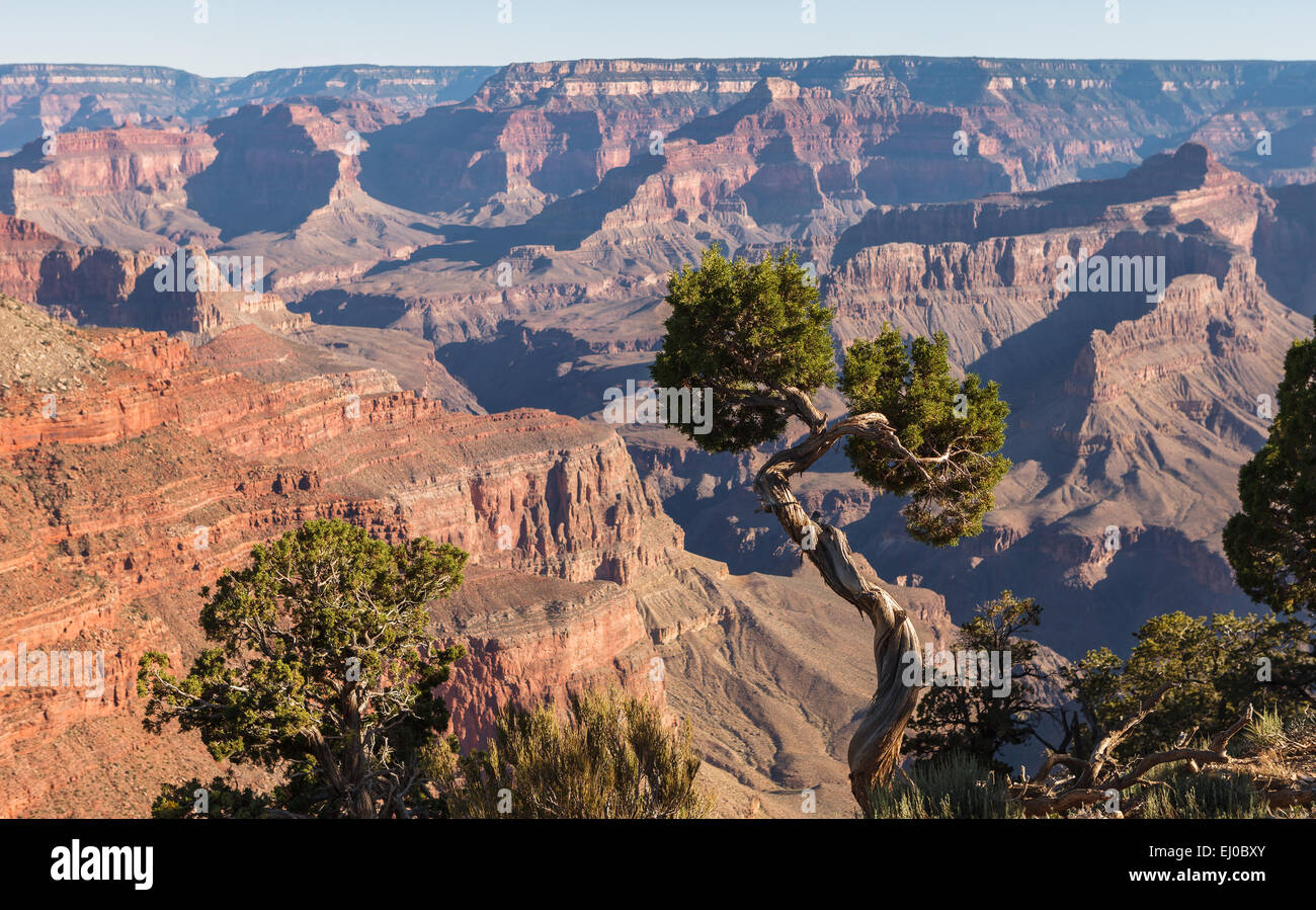 Blick auf den Grand Canyon mit einem Baum im Vordergrund. Grand Canyon National Park, Arizona, Vereinigte Staaten von Amerika. Stockfoto