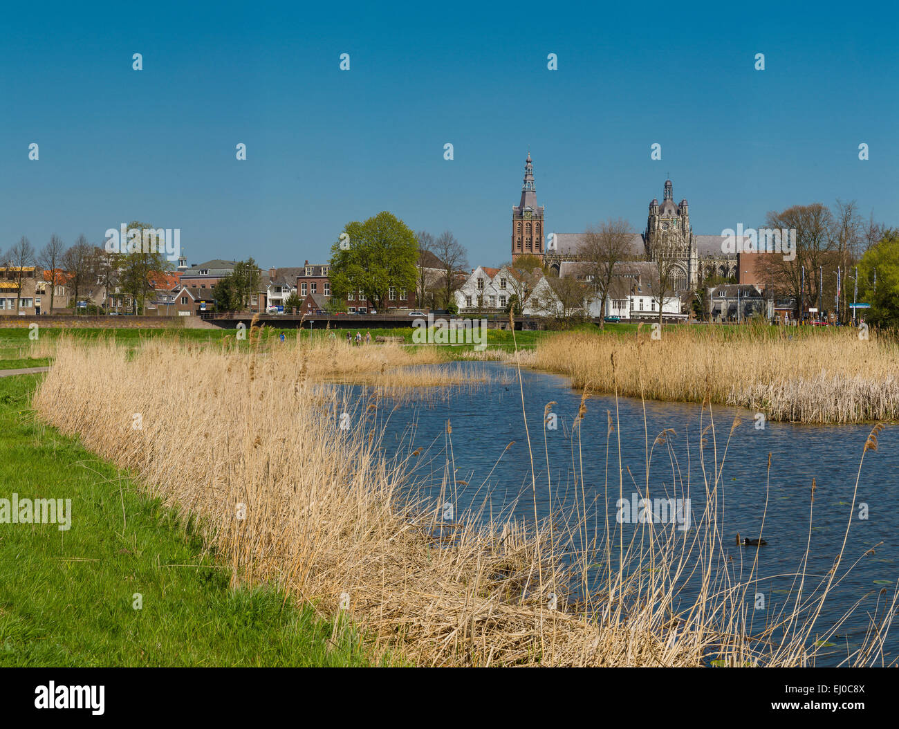 s-Hertogenbosch, Den Bosch, Niederlande, Holland, Europa, Landschaft, Feld, Wiese, Wasser, Frühling, Kathedrale, Kirche, St. John Stockfoto