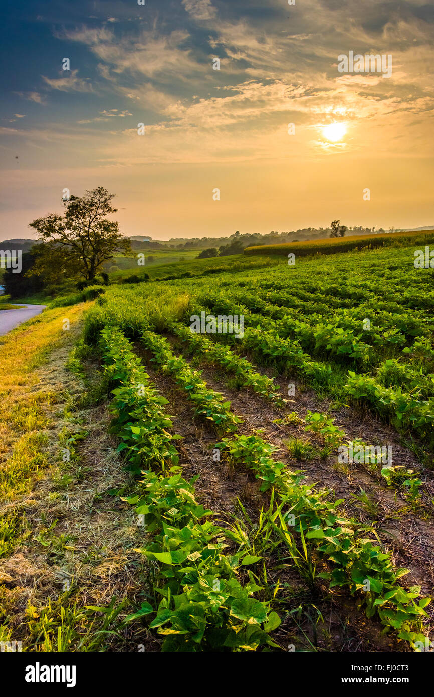 Sonnenuntergang über Ackerflächen in ländlichen York County, Pennsylvania. Stockfoto