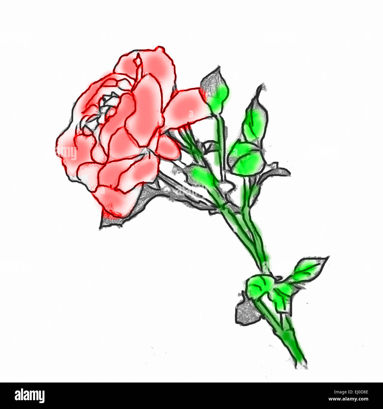 Europa, Deutschland, Bayern, Blume, Blumen, Blüte, Blüten, blüht, Rose, rot, Illustration, Stockfoto