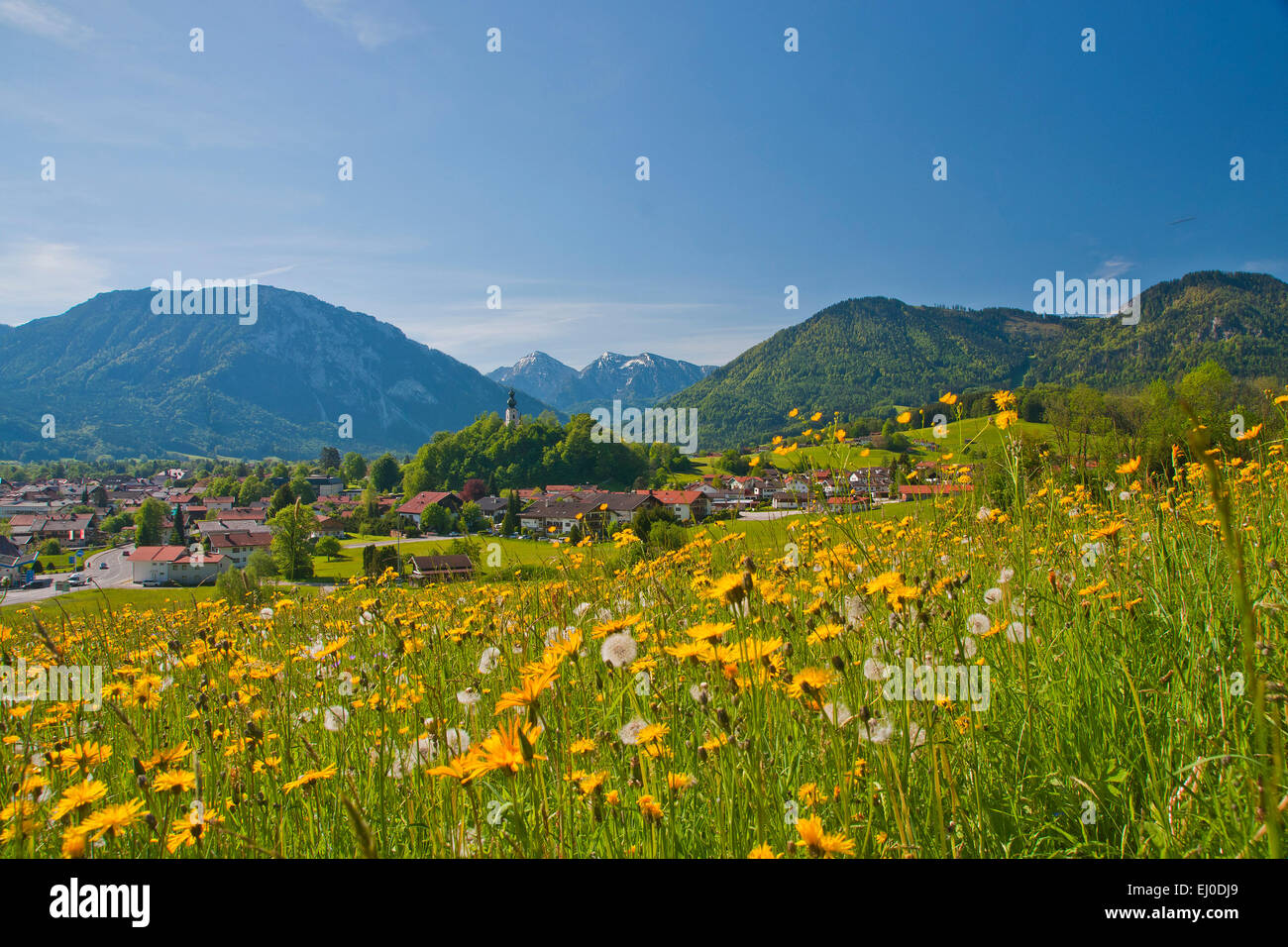 Europa, Deutschland, Bayern, Bayern, Oberbayern, Ruhpolding, Chiemgau, Panorama, Berge, Alpen, Berge, Blumen, Wiese, Stockfoto