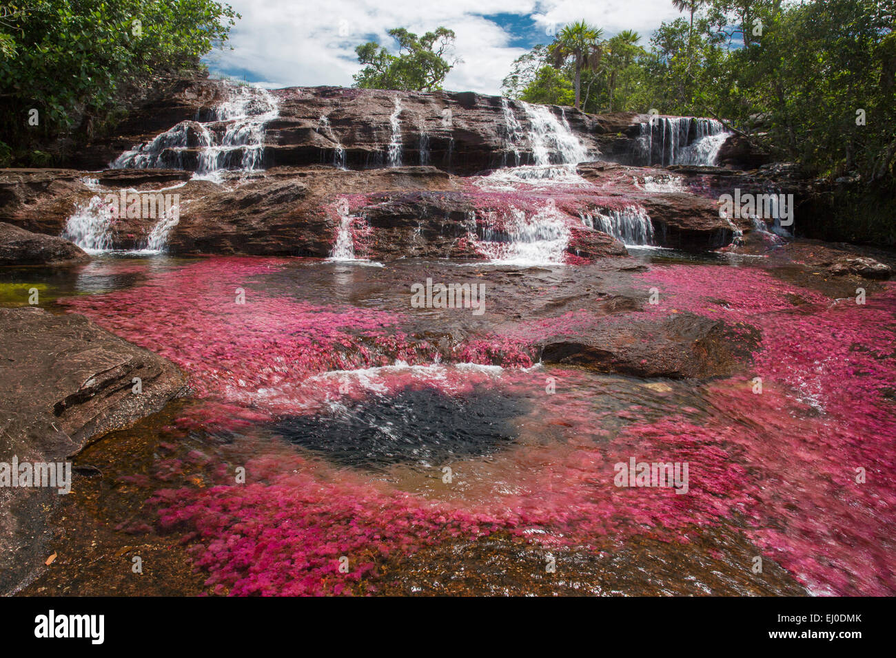 Fluss, Bach, Fluss, Körper von Wasser, Natur, Wasser, rot, bunt, Canyon, Cano Cristales, Kolumbien, Lateinamerika, Südamerika Stockfoto