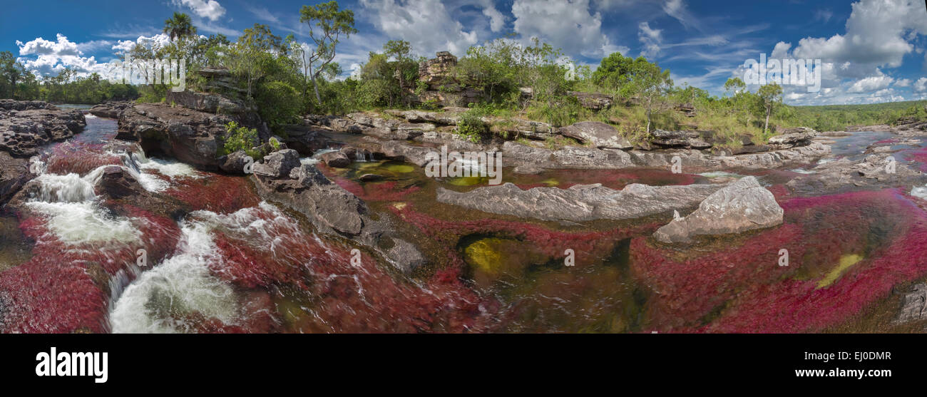 Fluss, Bach, Fluss, Körper von Wasser, Natur, Wasser, rot, bunt, Canyon, Cano Cristales, Kolumbien, Lateinamerika, Südamerika Stockfoto Fluss, Bach, Fluss, Körper von Wasser, Natur, Wasser, rot, bunt, Canyon, Cano Cristales, Kolumbien, Lateinamerika, Südamerika Stockfoto