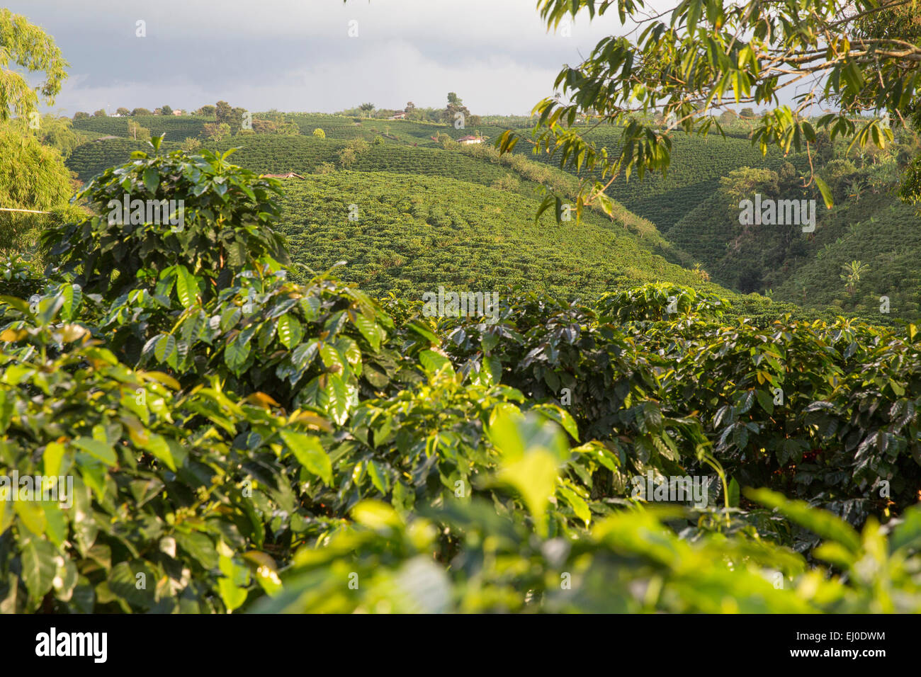 Südamerika, Lateinamerika, Kolumbien, Produktion von Kaffee, Kaffee, Landwirtschaft, grün, Pereira Stockfoto