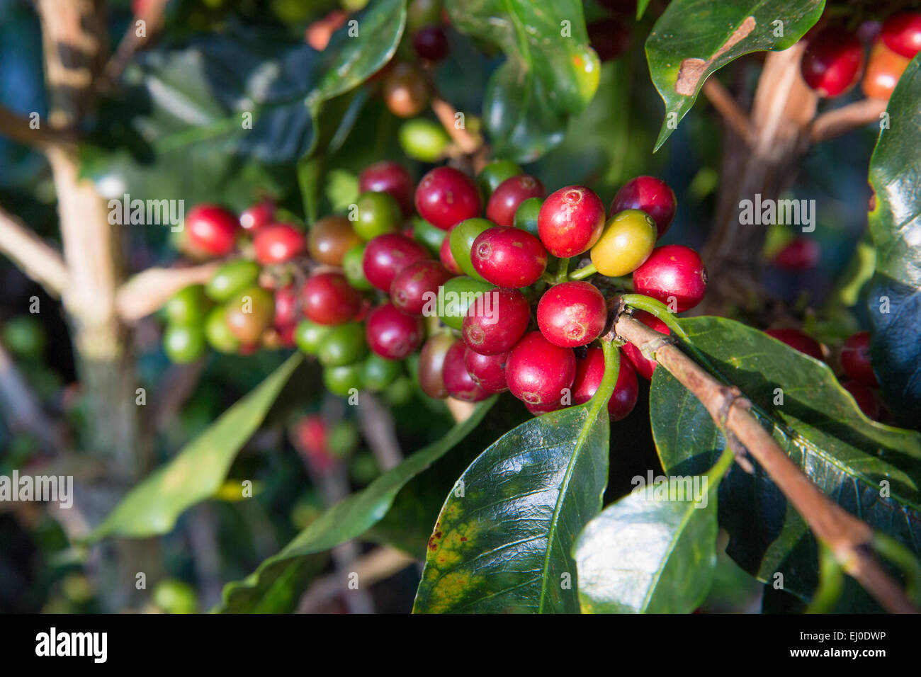 Südamerika, Lateinamerika, Kolumbien, Produktion von Kaffee, Kaffee, Landwirtschaft, Kaffebohnen, Pereira Stockfoto