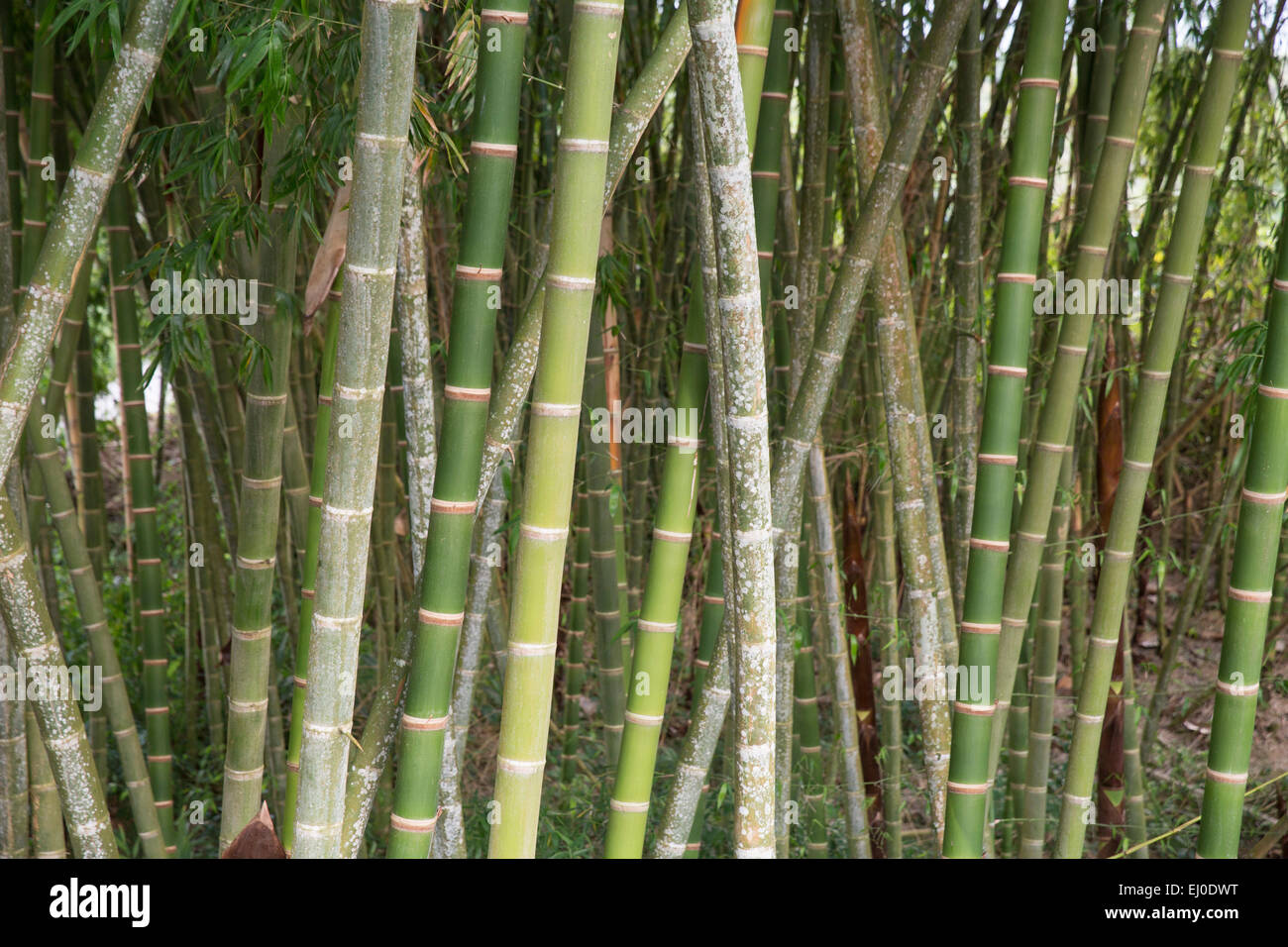 Südamerika, Lateinamerika, Kolumbien, Bambus, Pflanze, Bambusstöcke, Stockfoto Südamerika, Lateinamerika, Kolumbien, Bambus, Pflanze, Bambusstöcke, Stockfoto