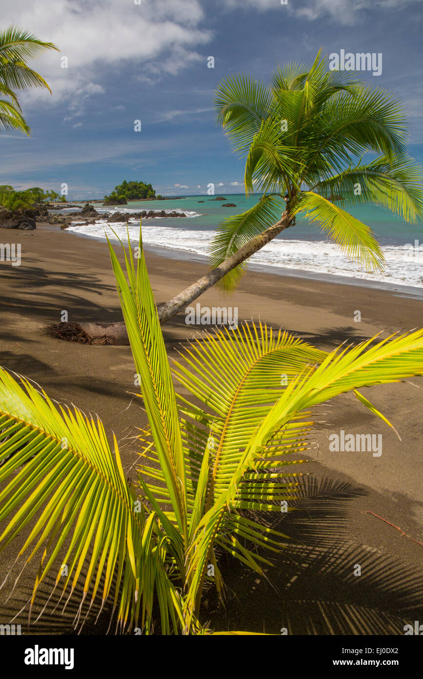 Südamerika, Lateinamerika, Kolumbien, Meer, Natur, Palmen, Strand, Meer, Küste, Palm Beach, Pacific, Meer, Nuqui, Golfo de Tri Stockfoto Südamerika, Lateinamerika, Kolumbien, Meer, Natur, Palmen, Strand, Meer, Küste, Palm Beach, Pacific, Meer, Nuqui, Golfo de Tri Stockfoto