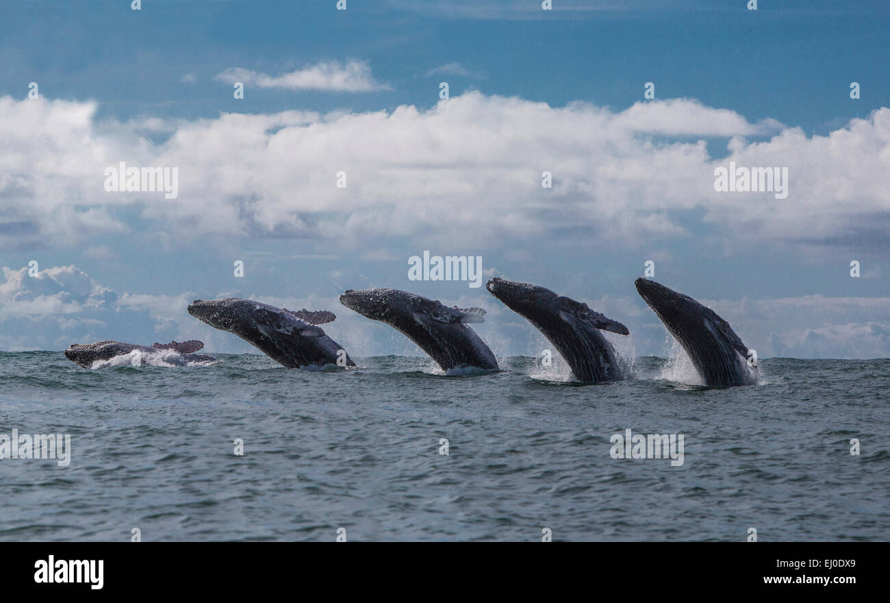 Südamerika, Lateinamerika, Kolumbien, Meer, Natur, Tiere, Tiere, Tier, Tier, Wal, Wale, Bildkomposition, Buckel whal Stockfoto