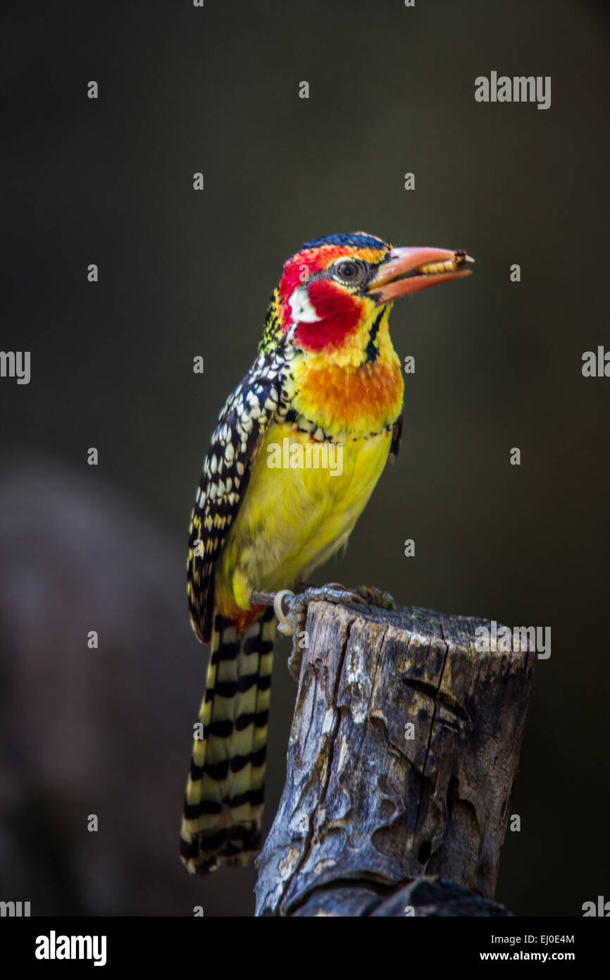 Dallas Zoo, rot gelb Barbet, Trachyphonus Erythrocephalus, Vogel Stockfoto