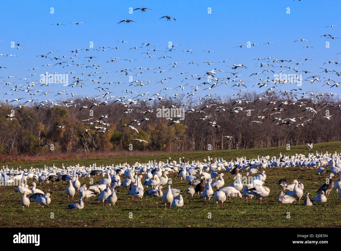 Chen Caerulescens, Hagerman, National, Wildlife, Zuflucht, Lake Texoma, Migration, Snow Goose, Vögel, Texas, Vereinigte Staaten, USA, Am Stockfoto