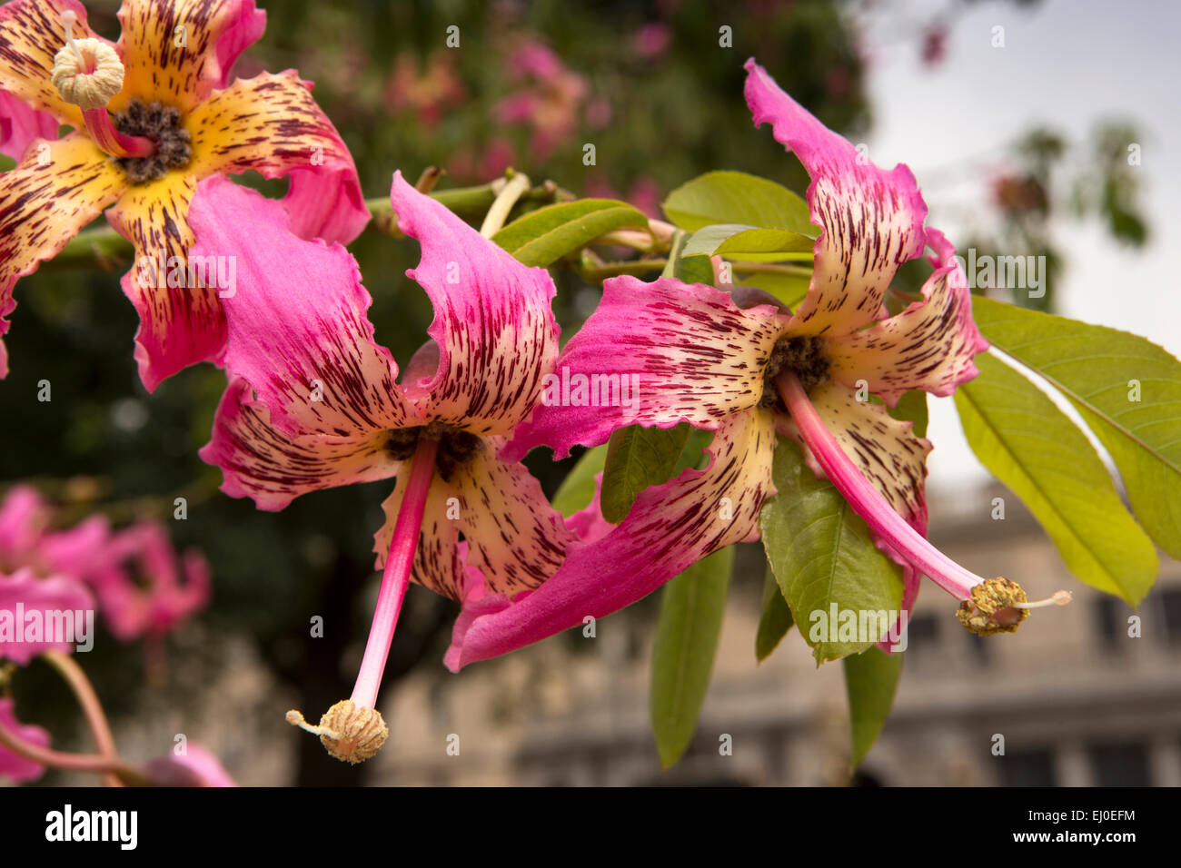 Argentinien, Buenos Aires, Retiro, Plaza Fuerza Aérea Argentina, bunt, rosa und gelbe Seide Zahnseide blühenden Baum in Blüte Stockfoto