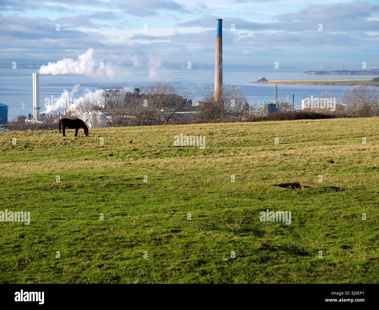 Pferde grasen auf ein Feld vor einer chemischen Fabrik mit einem Fluss im Hintergrund. Stockfoto