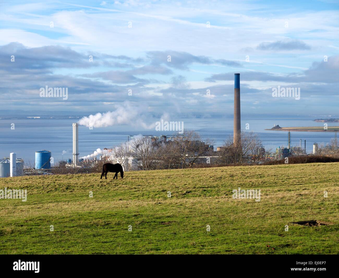 Pferde grasen auf ein Feld vor einer chemischen Fabrik mit einem Fluss im Hintergrund. Stockfoto