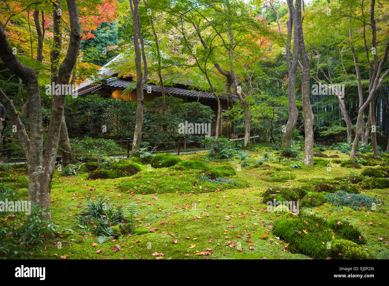 Gio-Ji, Japan, Asien, Kyoto, Landschaft, Tempel, Arashiyama, Herbst, Garten, grün, Momiji, Moos, keine Menschen, Tourismus, Reisen Stockfoto