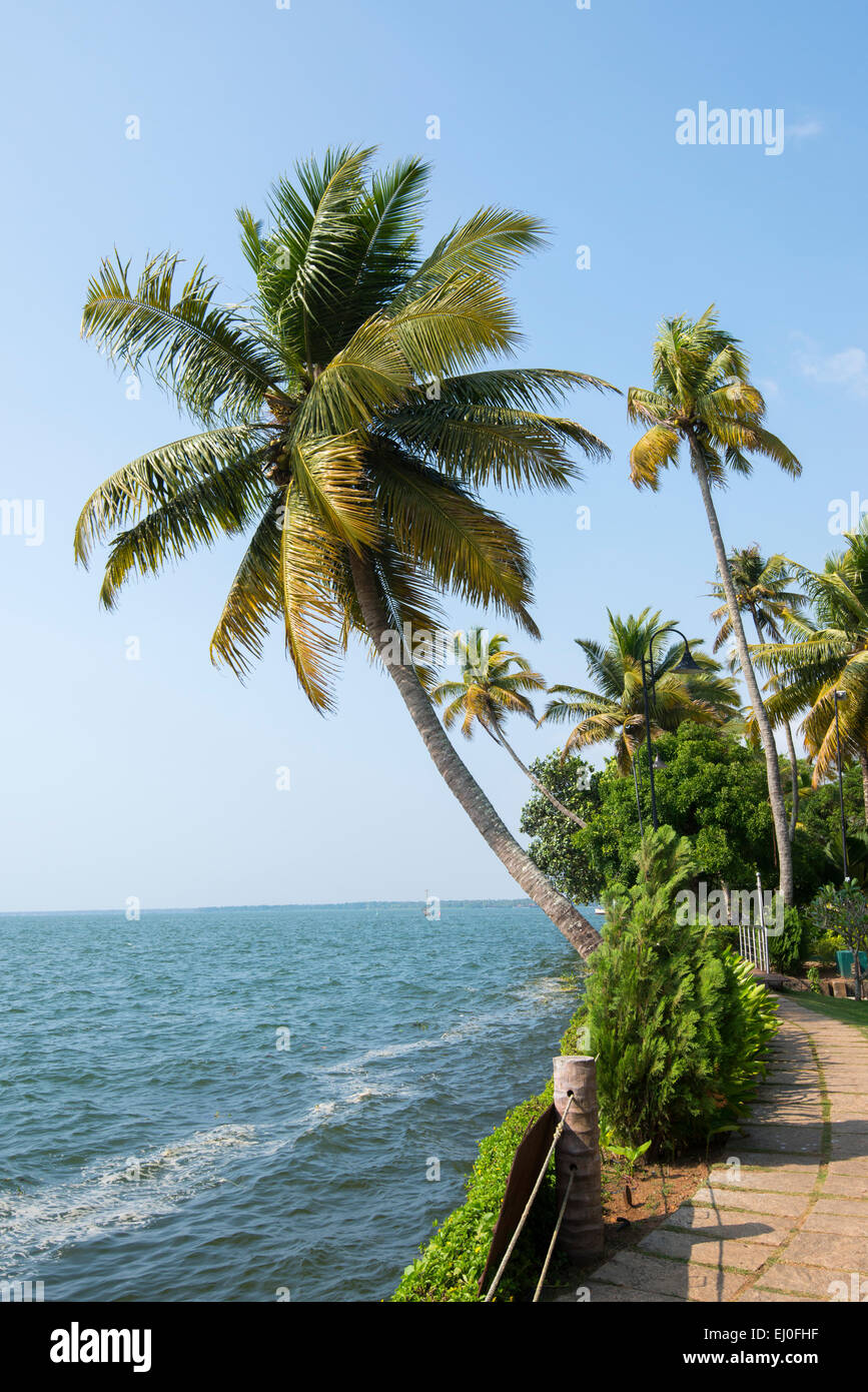 Palmen am Ufer des Vembanad Sees in Kumarakom, Kerala Indien Stockfoto