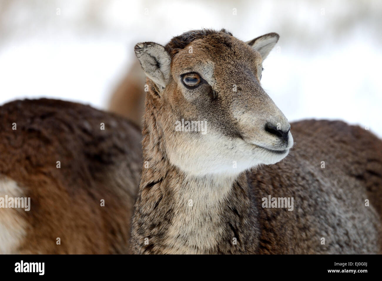 Muofflon, Muofflons, Bergschafe, Ovis Ammon Musimon, Wintermantel, Schafe, wilde Schafe, Hörner, Trott, Tiere, Wildtiere, alle Stockfoto