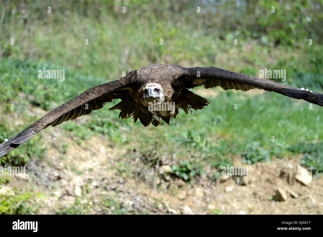 Cinereous Vulture, Aegypius Monachus, Vögel, Bussarde, alte Welt Geier, Geier, Radikalfänger, Tiere, Deutschland, Europa, Stockfoto