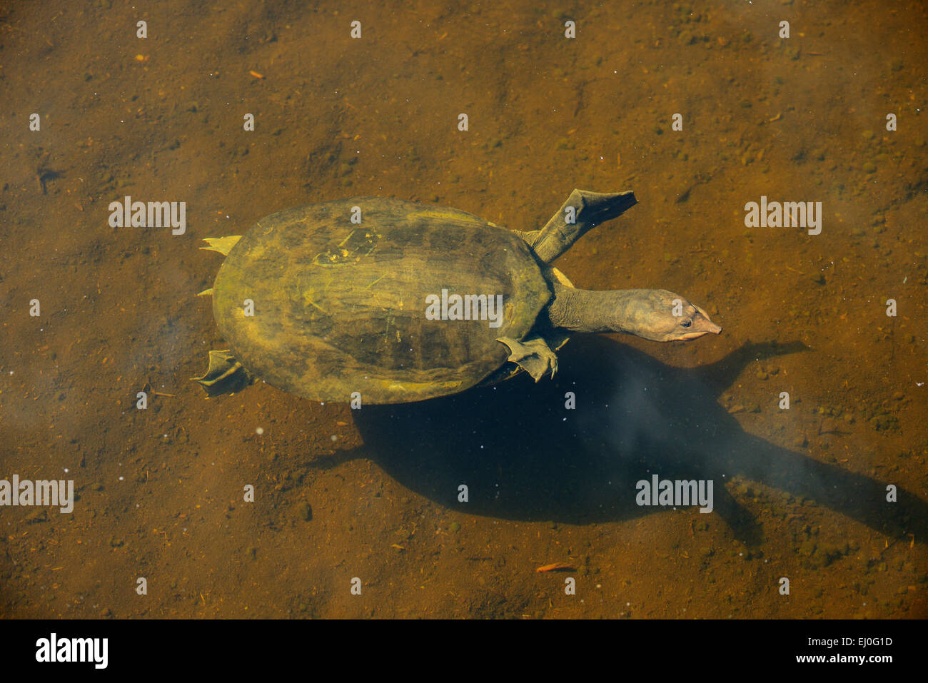 USA, Florida, Palm Beach County, Delray Beach, Wakodahatchee, Feuchtgebiete, Schildkröte Stockfoto
