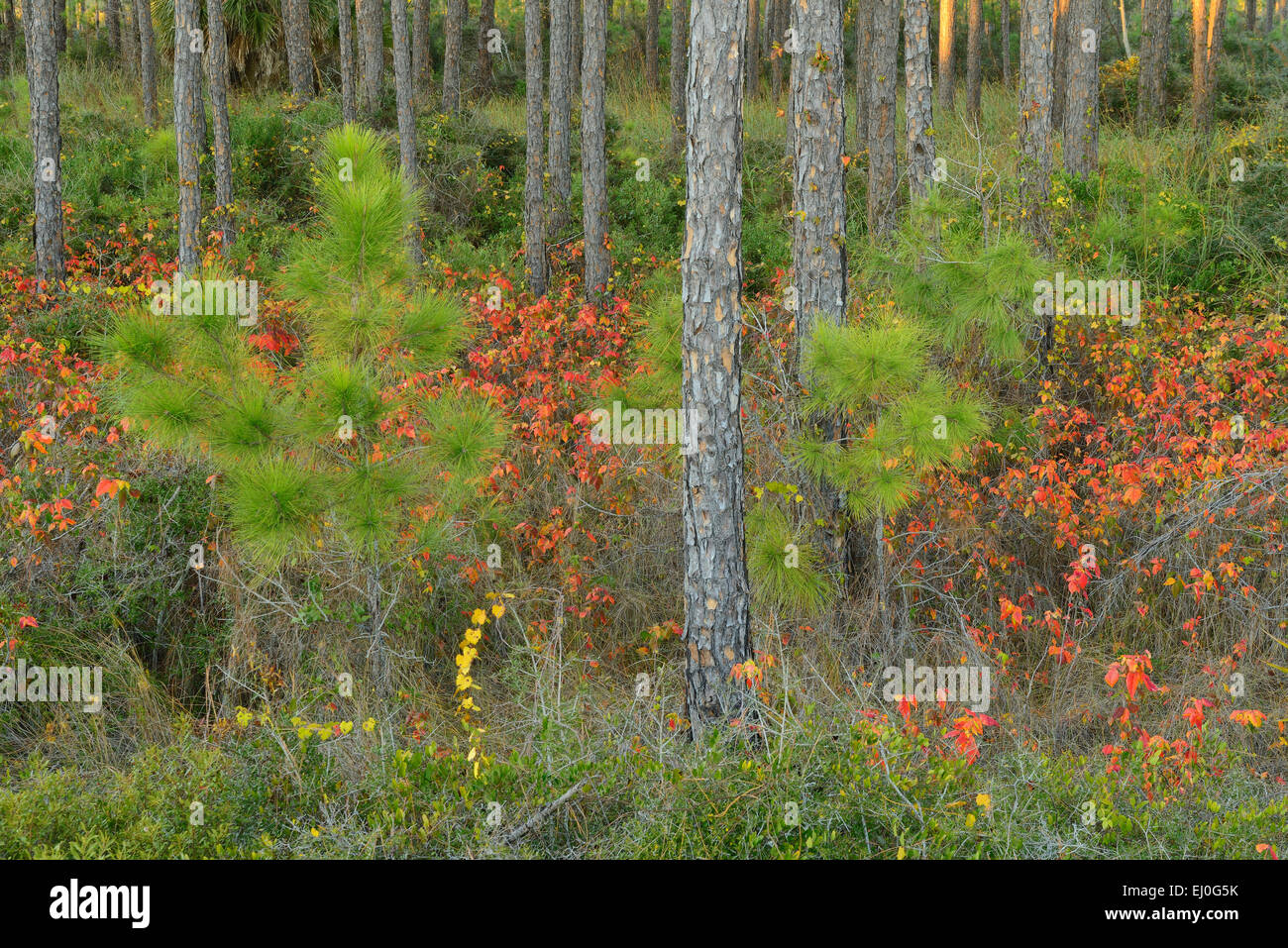 USA, Florida, Franklin County, Golf von Mexiko, Apalachicola, St. George Island, Staatspark, Küsten Kiefernwald im Herbst, Stockfoto