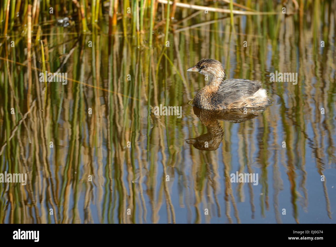 USA, Florida, Palm Beach County, Delray Beach, Wakodahatchee, Feuchtgebiete, Ente Stockfoto