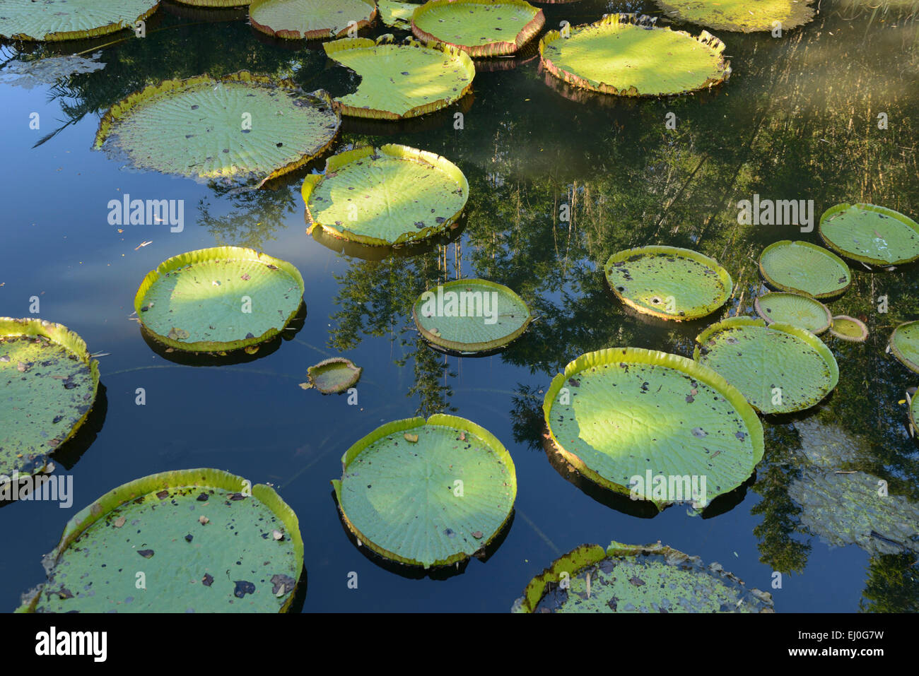 USA, Florida, Gainesville, Kanapaha, Botanischer Garten, riesige Wasser-Platte Stockfoto