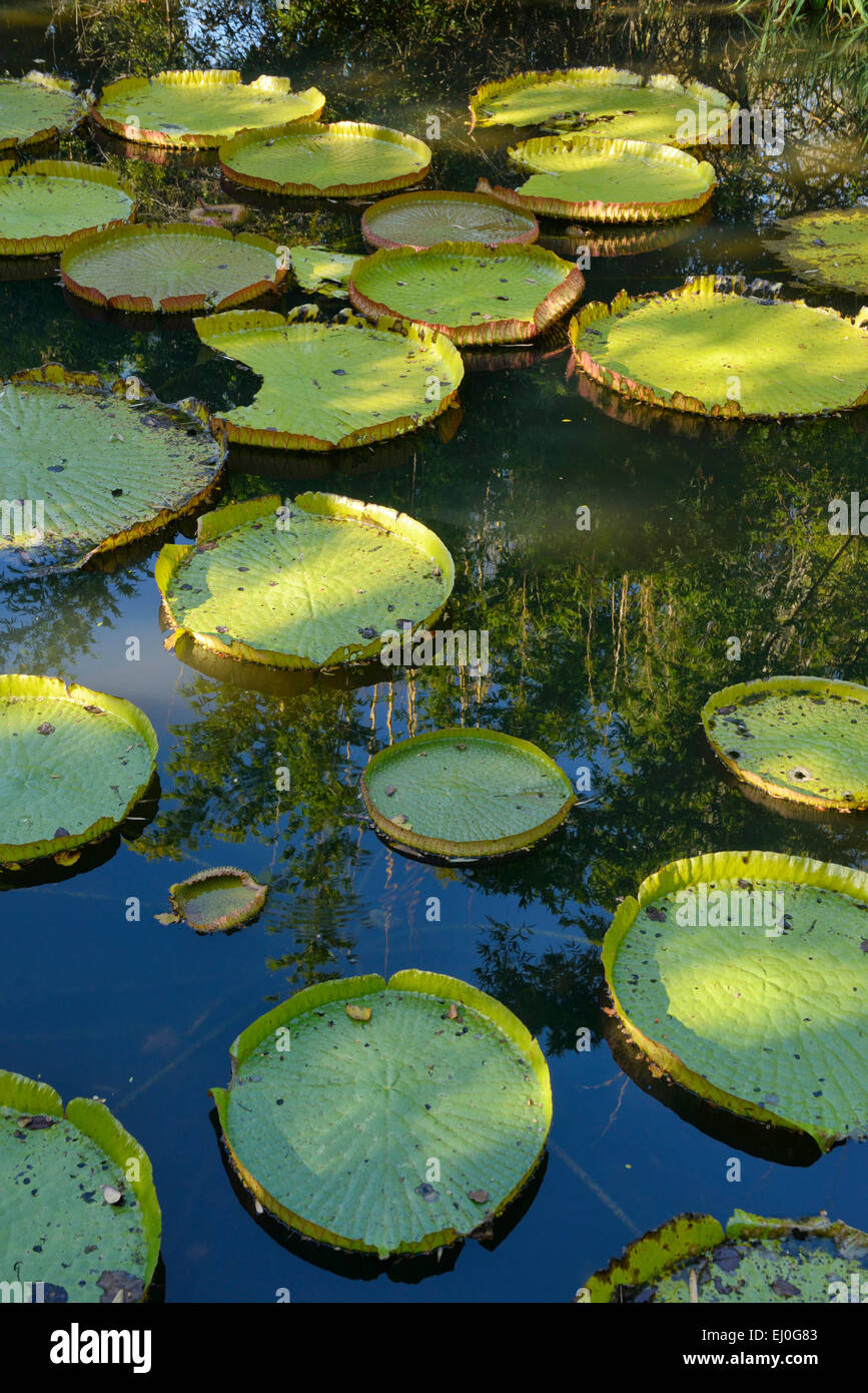 USA, Florida, Gainesville, Kanapaha, Botanischer Garten, riesige Wasser-Platte Stockfoto
