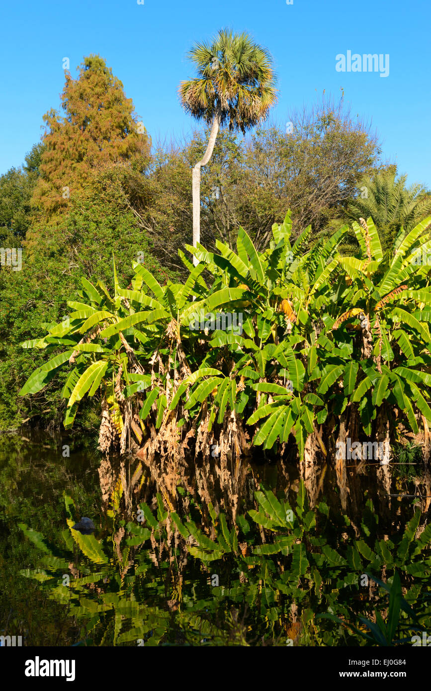 USA, Florida, Gainesville, Kanapaha, Botanischer Garten Stockfoto