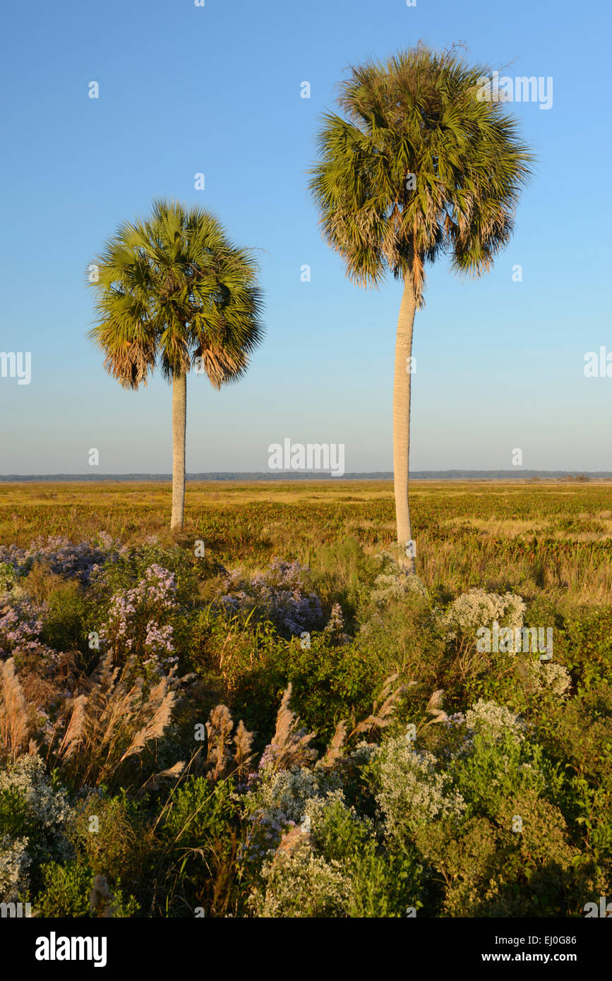 USA, Florida, Alachua County, Paynes Prairie zu bewahren, State Park in der Nähe von Gainesville Stockfoto