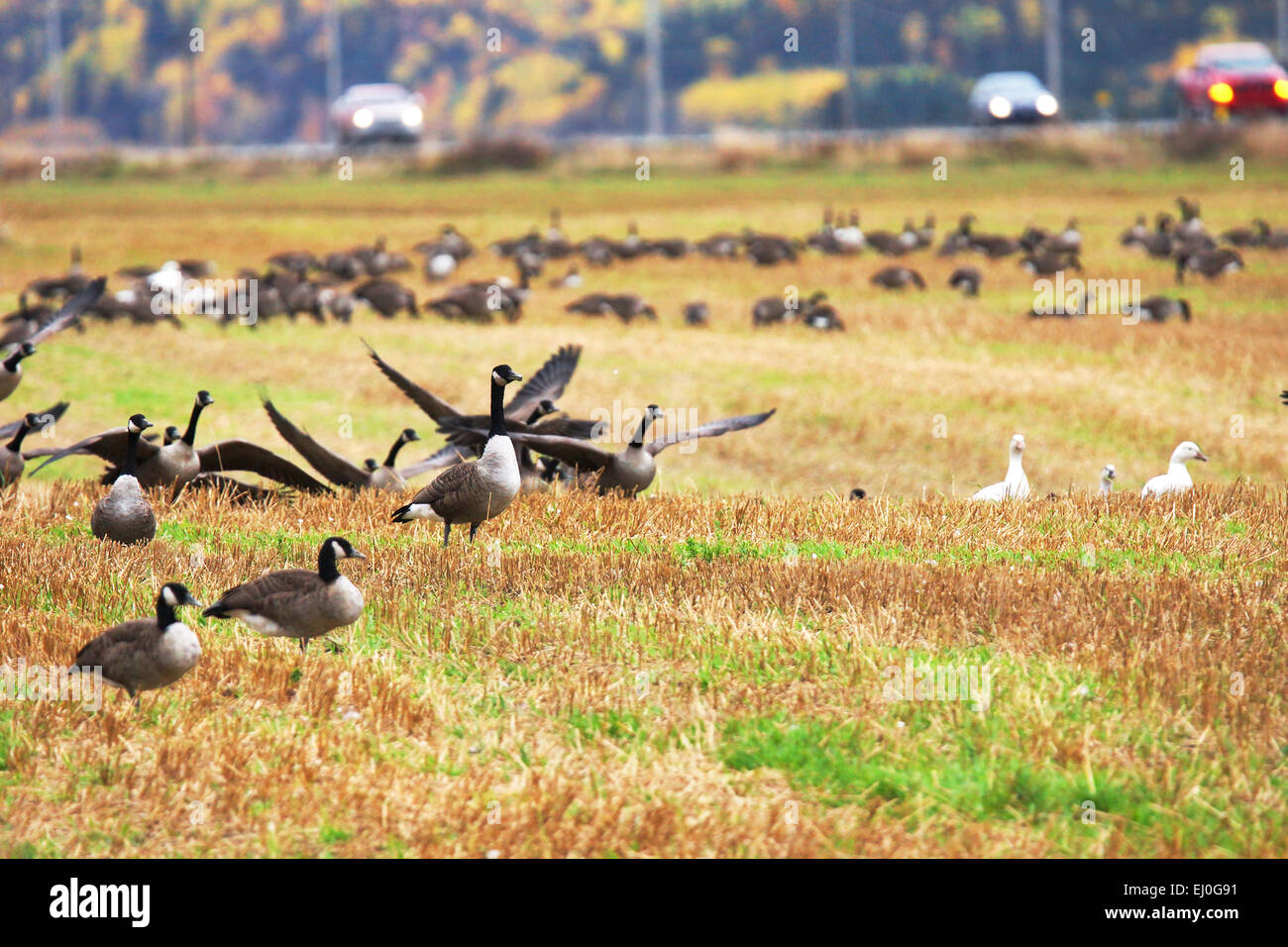 Kanadischen und Schneegänse Landung in einem Feld in der Nähe der Straße Stockfoto