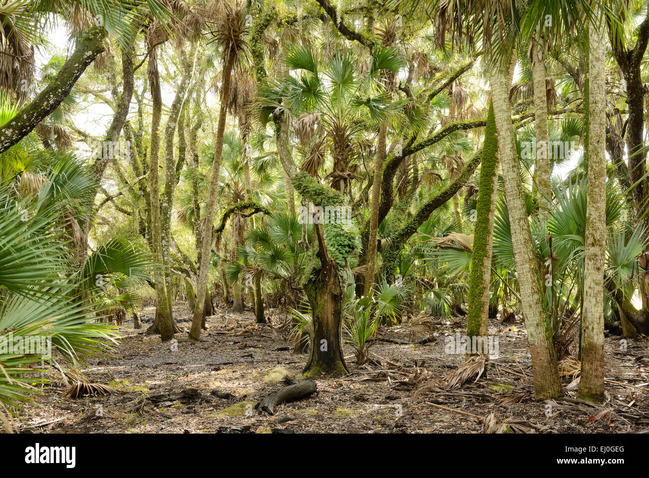 USA, Florida, Myakka River State Park, südlichen Wald Stockfoto
