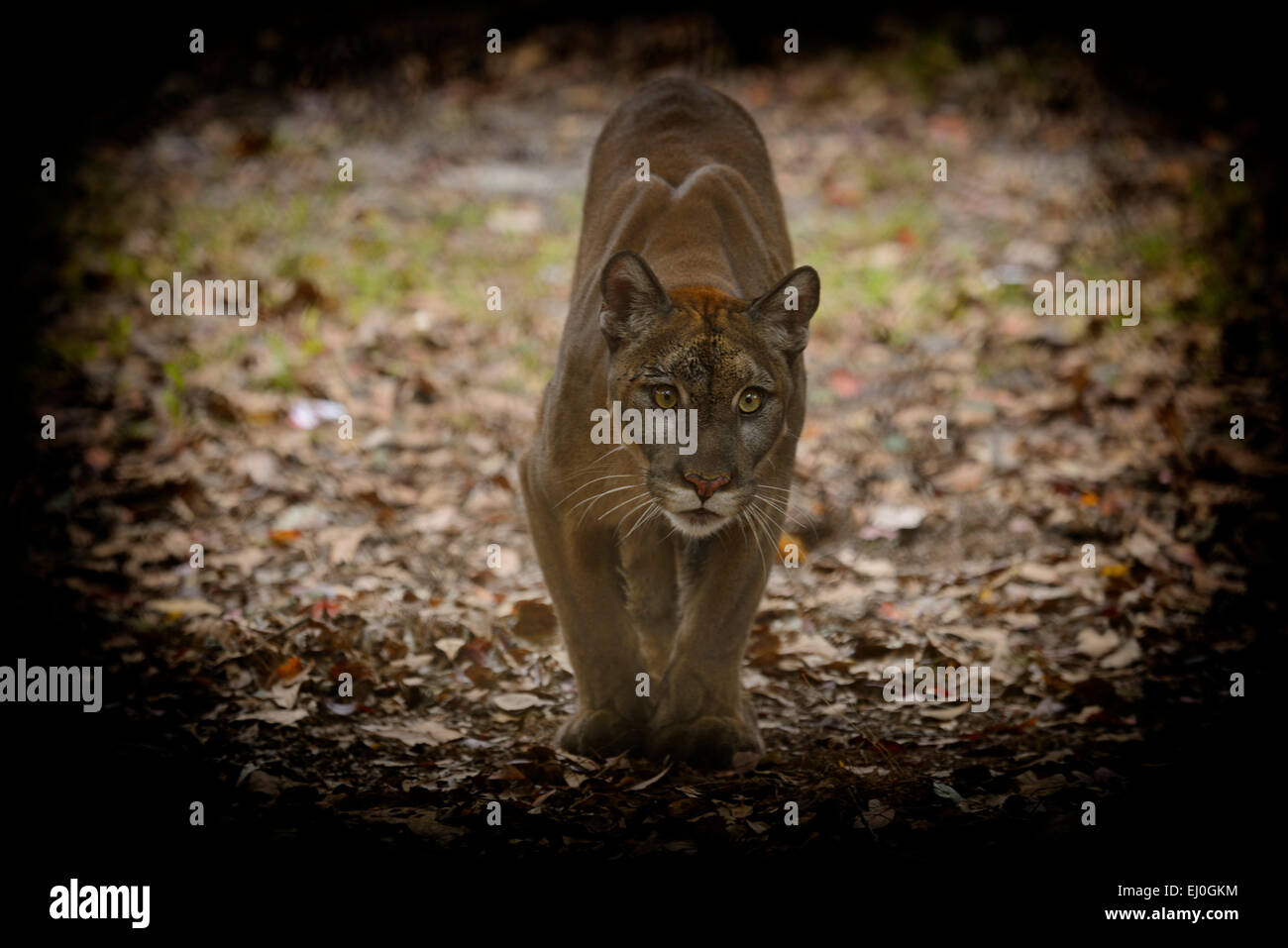 USA, Florida, Tallahassee, Panhandle, Puma Concolor Coryi, Florida Panther in Tallahassee Museum, unverlierbare Puma Stockfoto