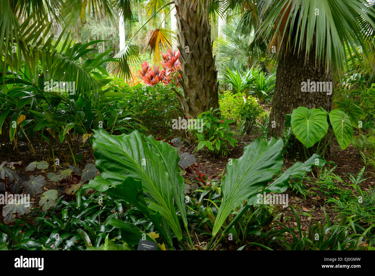 USA, Florida, Indian River County, Vero Beach, McKee, Botanischer Garten Stockfoto