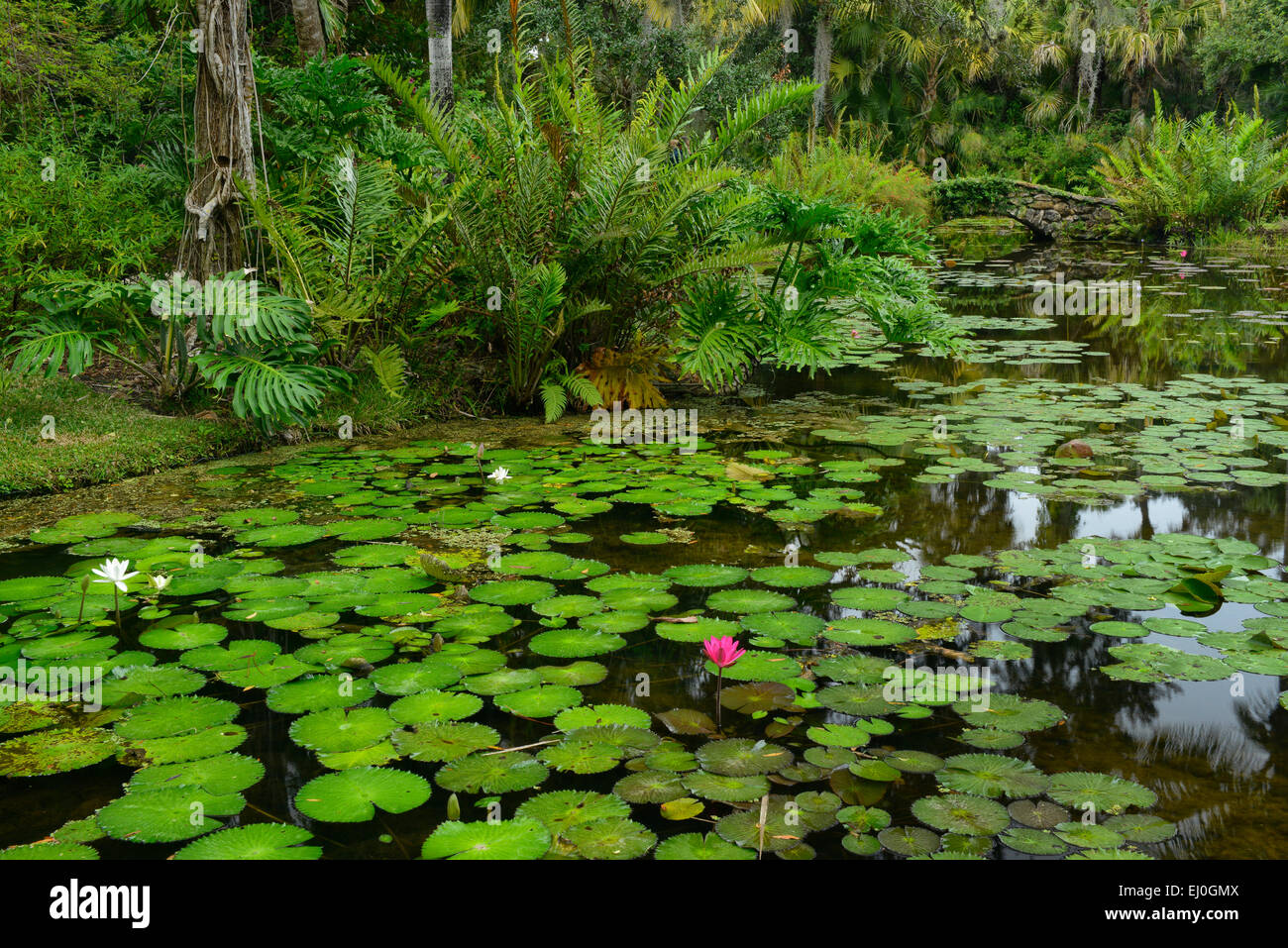 USA, Florida, Indian River County, Vero Beach, McKee, Botanischer Garten Stockfoto