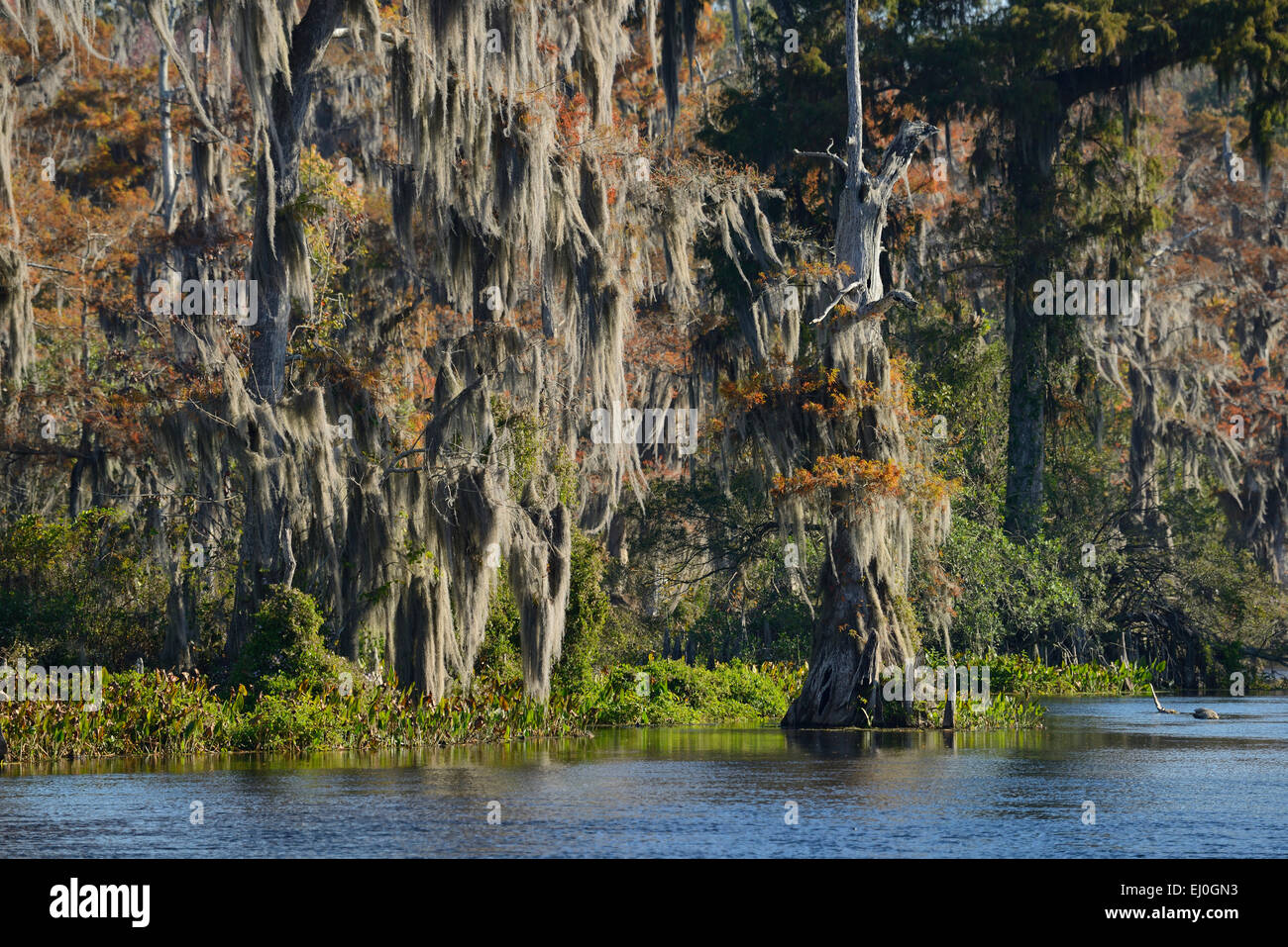 USA, Florida, Wakulla County, Wakulla Springs, Staatspark, Zypressen entlang der Frühling, Stockfoto