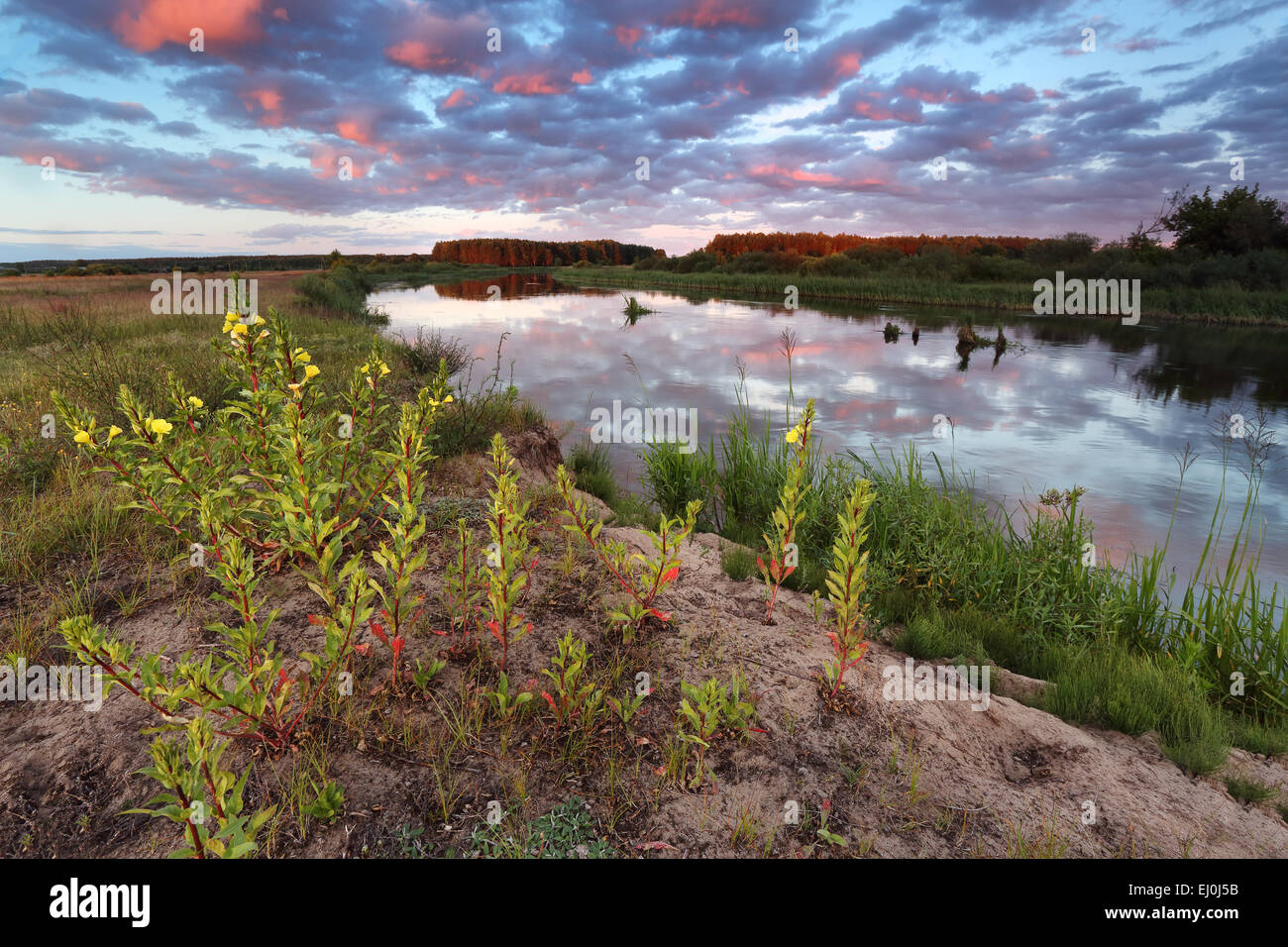 Juni-Abend am Fluss Neman Stockfoto