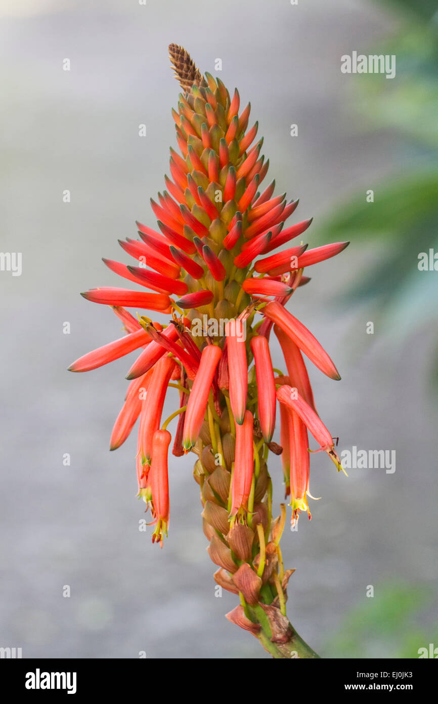 Nahaufnahme einer schnen Aloe Vera Blume Knospe Stockfotografie - Alamy