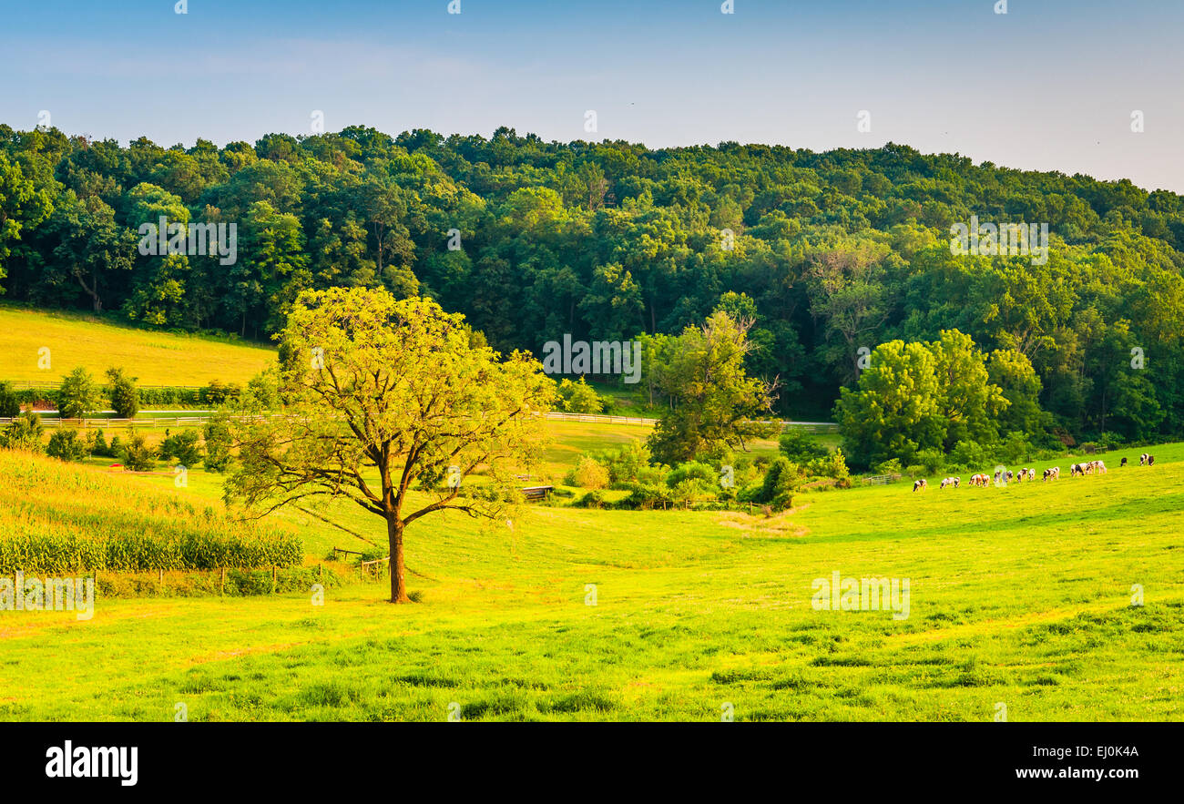 Baum in einem Bauernhof-Feld im ländlichen York County, Pennsylvania. Stockfoto