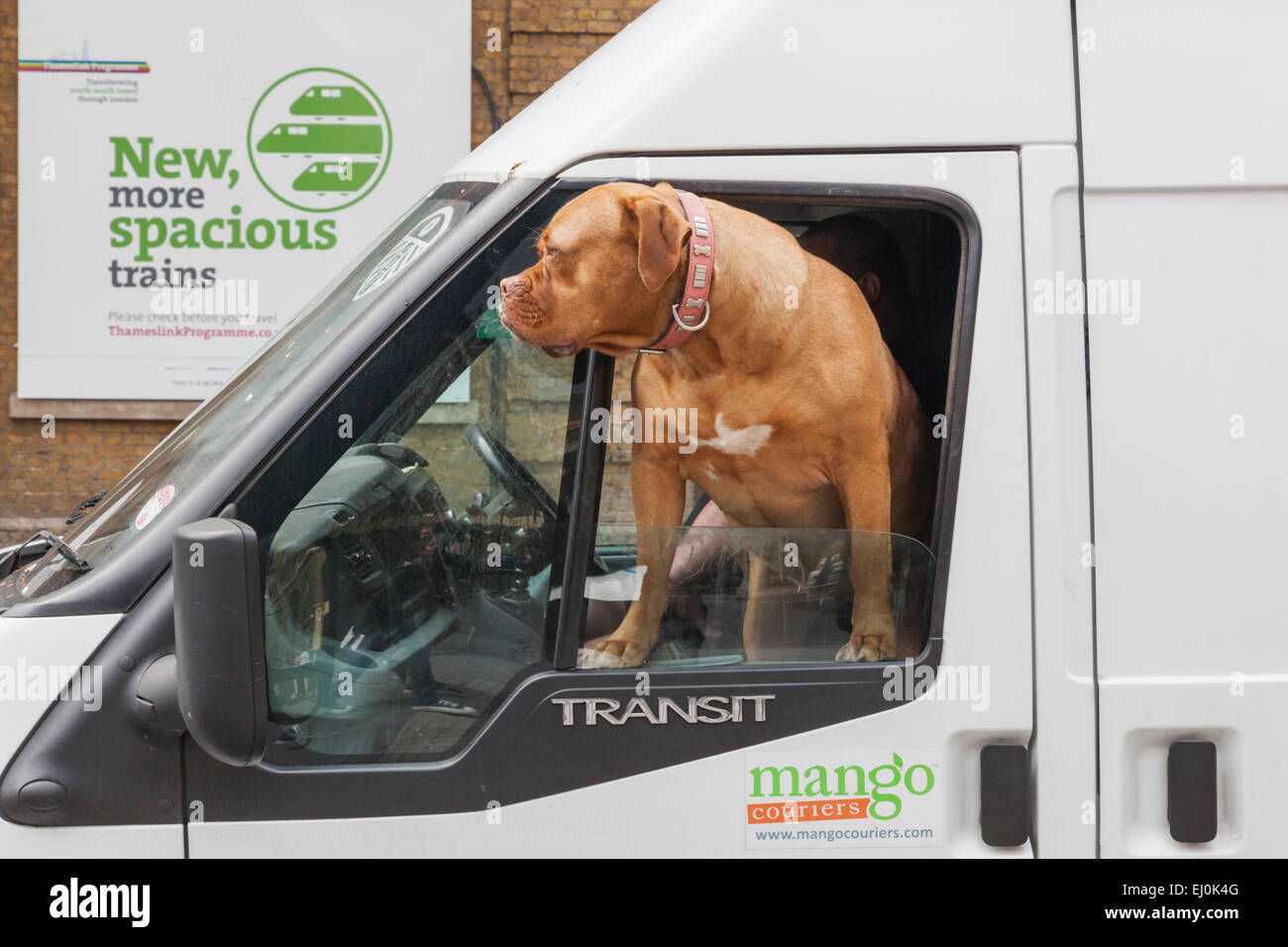 England, London, Hund aus Van Fenster Stockfoto