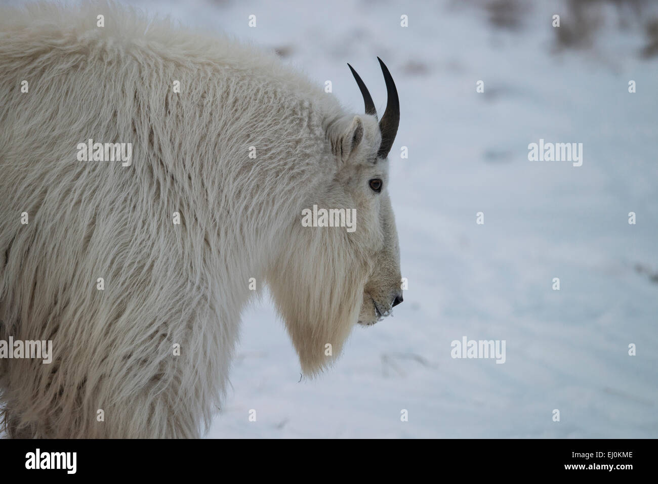 Bergziege, weiß, Schnee, Winter, Oreamnos Americanus, Tier, Yukon, Kanada Stockfoto