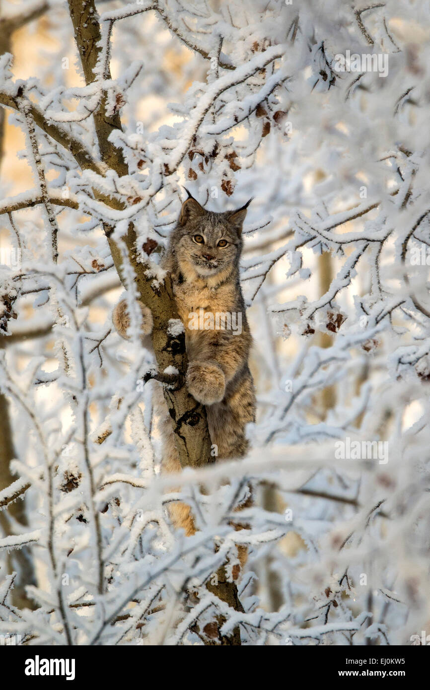 Kanada-Luchs, Lynx Canadensis, Yukon, Kanada, Luchs, Tier, Winter, Baum Stockfoto