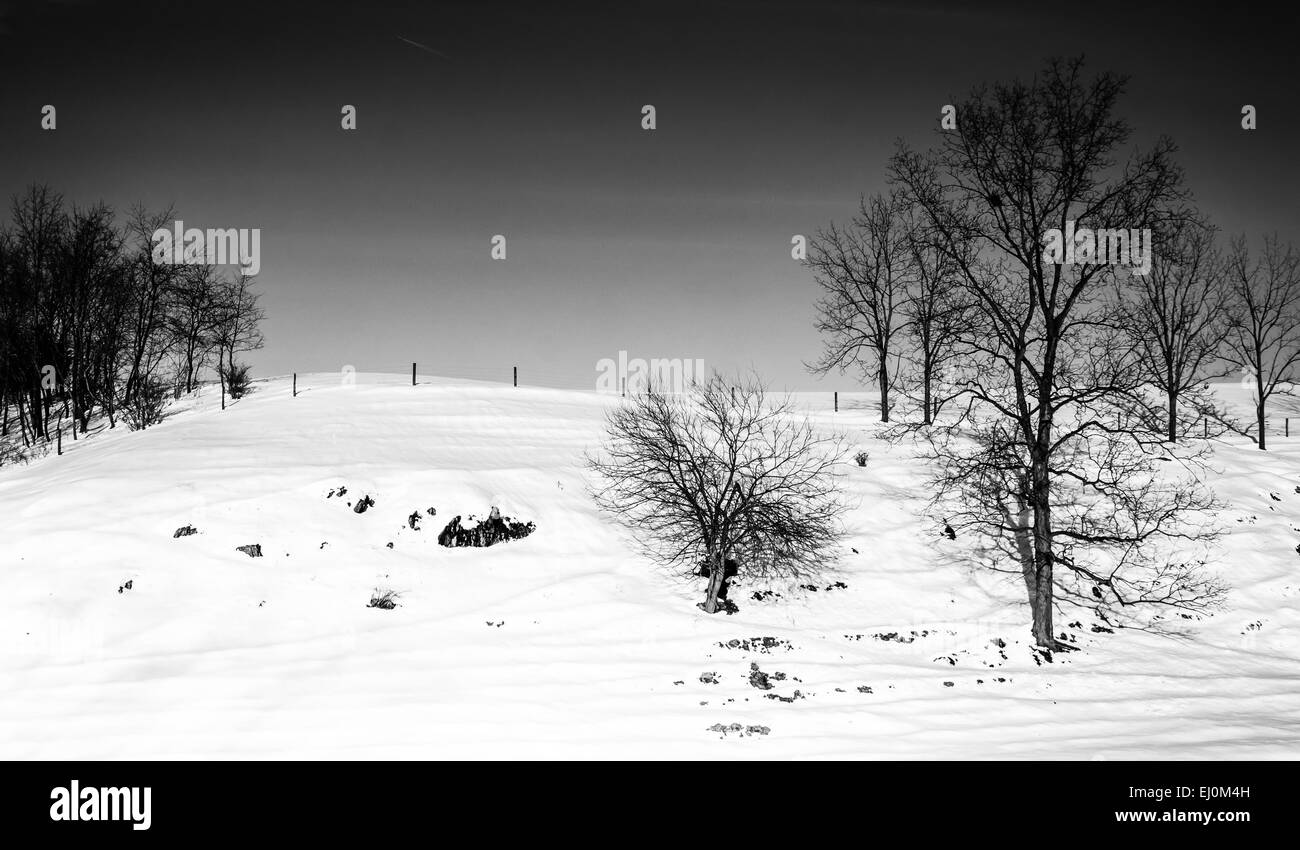 Bäume in einem verschneiten Hof-Feld in sieben Täler, Pennsylvania. Stockfoto