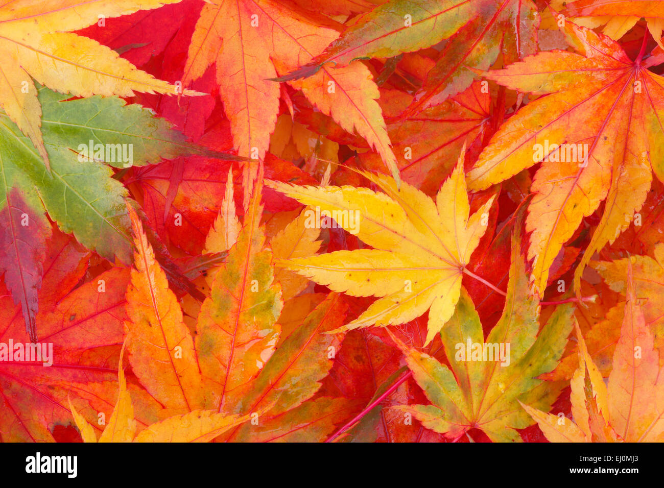 Ahorn, Blatt, Blätter, Detail, Herbst, Farben, Herbst, Laub, herbstliche Verfärbung, Laub, Makro, Muster, Konzepte, close-up, Stockfoto